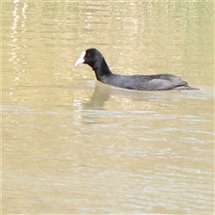 Fulica atra (Eurasian Coot) at Mitchell, ACT - 30 Oct 2024 by ConBoekel