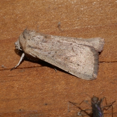 Leucania uda (A Noctuid moth) at Freshwater Creek, VIC - 18 May 2020 by WendyEM