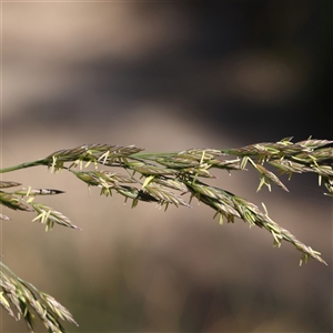 Lolium arundinaceum (Tall Fescue) at Mitchell, ACT by ConBoekel