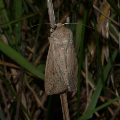 Mythimna (Pseudaletia) convecta (Common Armyworm) at Freshwater Creek, VIC - 18 May 2020 by WendyEM