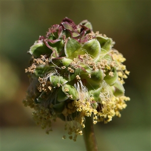 Sanguisorba minor at Mitchell, ACT - 30 Oct 2024