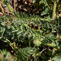 Sanguisorba minor at Mitchell, ACT - 30 Oct 2024