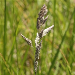 Holcus lanatus (Yorkshire Fog) at Mitchell, ACT - 30 Oct 2024 by ConBoekel