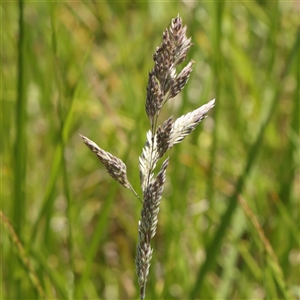 Holcus lanatus (Yorkshire Fog) at Mitchell, ACT by ConBoekel