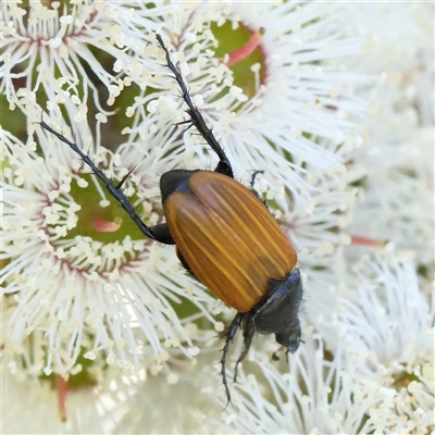 Phyllotocus rufipennis (Nectar scarab) at Mitchell, ACT - 30 Oct 2024 by ConBoekel