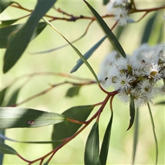 Eucalyptus pauciflora subsp. pauciflora at Mitchell, ACT - 30 Oct 2024