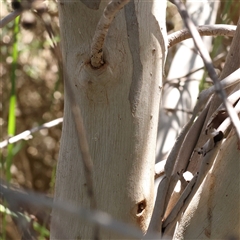 Eucalyptus pauciflora subsp. pauciflora at Mitchell, ACT - 30 Oct 2024