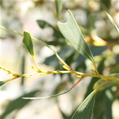 Eucalyptus pauciflora subsp. pauciflora at Mitchell, ACT - 30 Oct 2024