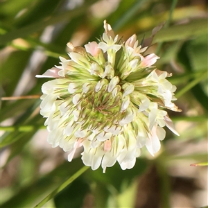 Trifolium repens var. repens (White Clover) at Mitchell, ACT by ConBoekel