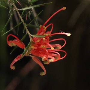 Grevillea sp. (Grevillea) at Mitchell, ACT by ConBoekel