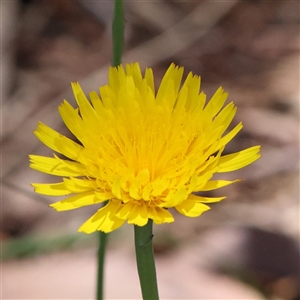 Hypochaeris radicata (Cat's Ear, Flatweed) at Mitchell, ACT by ConBoekel