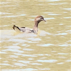 Chenonetta jubata (Australian Wood Duck) at Mitchell, ACT - 30 Oct 2024 by ConBoekel