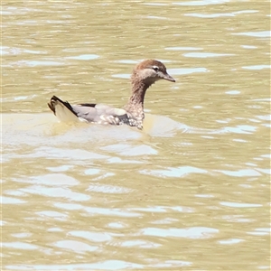 Chenonetta jubata (Australian Wood Duck) at Mitchell, ACT by ConBoekel