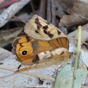 Heteronympha merope at Splitters Creek, NSW by KylieWaldon