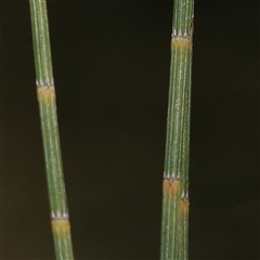 Casuarina cunninghamiana subsp. cunninghamiana (River She-Oak, River Oak) at Mitchell, ACT - 30 Oct 2024 by ConBoekel