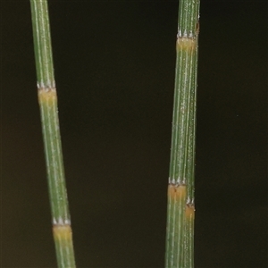 Casuarina cunninghamiana subsp. cunninghamiana at Mitchell, ACT - 30 Oct 2024 12:22 PM