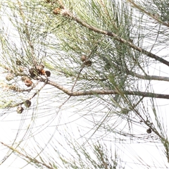 Casuarina cunninghamiana subsp. cunninghamiana at Mitchell, ACT - 30 Oct 2024 12:22 PM
