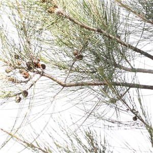 Casuarina cunninghamiana subsp. cunninghamiana at Mitchell, ACT - 30 Oct 2024 12:22 PM