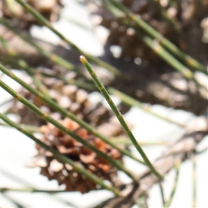 Casuarina cunninghamiana subsp. cunninghamiana at Mitchell, ACT - 30 Oct 2024