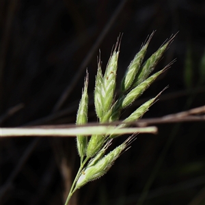 Bromus hordeaceus (A Soft Brome) at Mitchell, ACT by ConBoekel