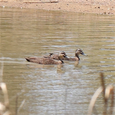 Anas superciliosa (Pacific Black Duck) at Mitchell, ACT - 30 Oct 2024 by ConBoekel