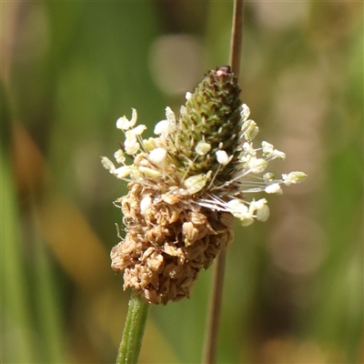 Plantago lanceolata (Ribwort Plantain, Lamb's Tongues) at Mitchell, ACT - 30 Oct 2024 by ConBoekel