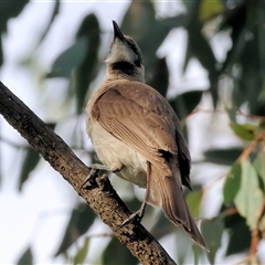 Philemon citreogularis (Little Friarbird) at Splitters Creek, NSW - 28 Nov 2024 by KylieWaldon