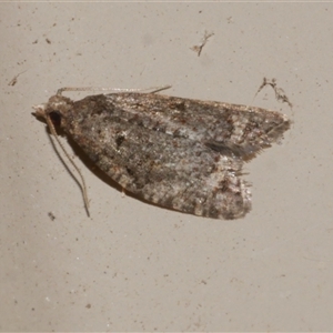 Capua dura (A Tortricid moth) at Freshwater Creek, VIC by WendyEM