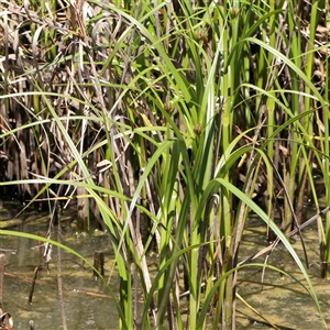 Bolboschoenus sp. (A Rush/Sedge) at Mitchell, ACT by ConBoekel