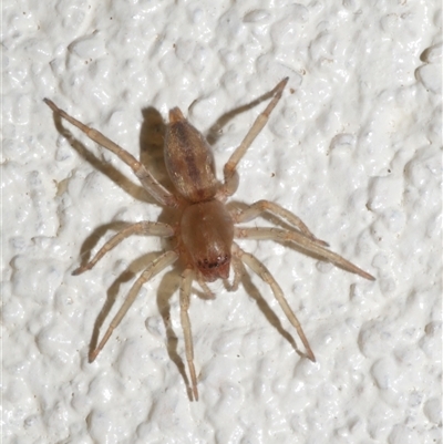 Clubionidae (family) at Freshwater Creek, VIC - 18 May 2020 by WendyEM