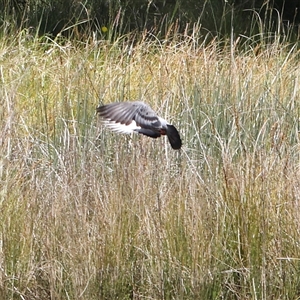 Columba livia at Mitchell, ACT - 30 Oct 2024