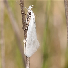 Thema holoxesta (Snowy Thema (Chezala Group)) at Mitchell, ACT - 30 Oct 2024 by ConBoekel