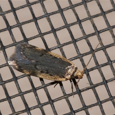 Hoplostega ochroma (a Eulechria Group moth) at Freshwater Creek, VIC - 19 May 2020 by WendyEM