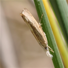 Culladia cuneiferellus (Crambinae moth) at Kenny, ACT - 30 Oct 2024 by ConBoekel