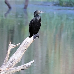 Phalacrocorax sulcirostris (Little Black Cormorant) at Splitters Creek, NSW - 28 Nov 2024 by KylieWaldon