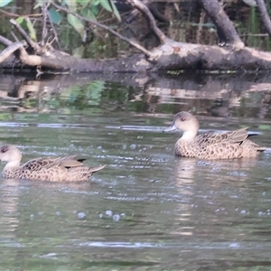 Anas gracilis (Grey Teal) at Splitters Creek, NSW by KylieWaldon