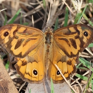 Heteronympha merope at Splitters Creek, NSW by KylieWaldon