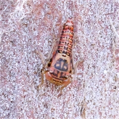 Cicadellidae (family) (Unidentified leafhopper) at Kenny, ACT - 30 Oct 2024 by ConBoekel