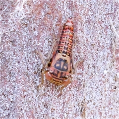 Unidentified Leafhopper or planthopper (Hemiptera, several families) at Kenny, ACT - 30 Oct 2024 by ConBoekel