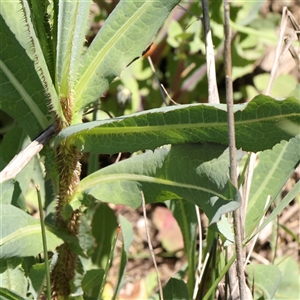 Lactuca serriola f. serriola (Prickly Lettuce) at Kenny, ACT by ConBoekel