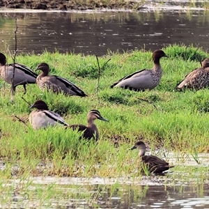 Chenonetta jubata (Australian Wood Duck) at Splitters Creek, NSW by KylieWaldon