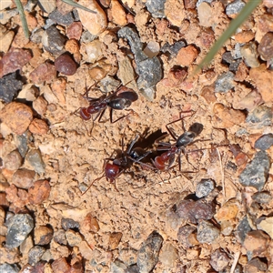 Iridomyrmex purpureus (Meat Ant) at Mitchell, ACT by ConBoekel