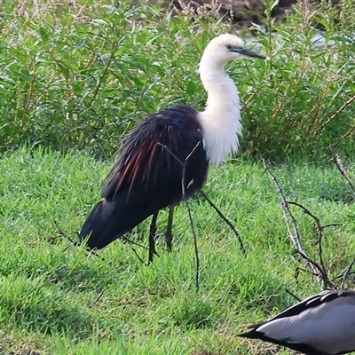 Ardea pacifica (White-necked Heron) at Splitters Creek, NSW - 28 Nov 2024 by KylieWaldon