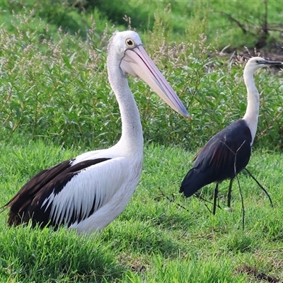 Pelecanus conspicillatus (Australian Pelican) at Splitters Creek, NSW - 28 Nov 2024 by KylieWaldon