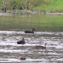 Spatula rhynchotis (Australasian Shoveler) at Splitters Creek, NSW - 28 Nov 2024 by KylieWaldon