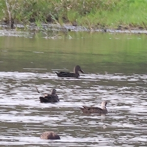 Spatula rhynchotis (Australasian Shoveler) at Splitters Creek, NSW by KylieWaldon