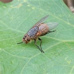 Calliphora sp. (genus) (Unidentified blowfly) at Killara, VIC - 23 Nov 2024 by KylieWaldon