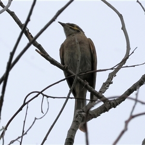 Caligavis chrysops (Yellow-faced Honeyeater) at Killara, VIC by KylieWaldon