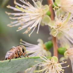 Eristalinus punctulatus (Golden Native Drone Fly) at Killara, VIC - 23 Nov 2024 by KylieWaldon