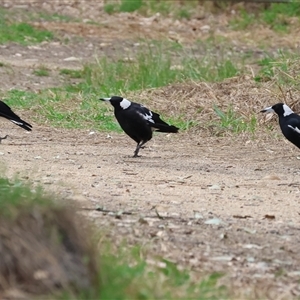 Gymnorhina tibicen (Australian Magpie) at Killara, VIC by KylieWaldon